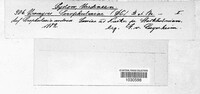 Uromyces scrophulariae image